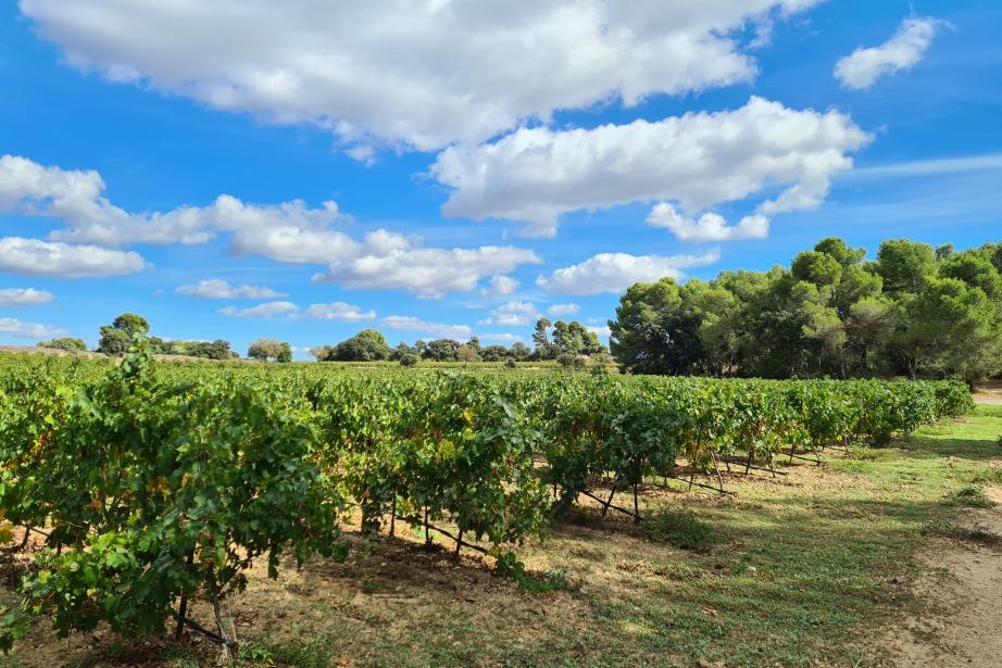 Vignobles audois. @S.Brouillet.