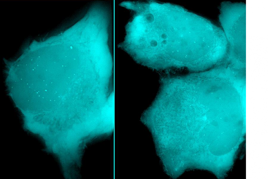 Toulouse Tech Transfer a financé un programme de maturation permettant l’adaptation du système pour son utilisation dans les virus 