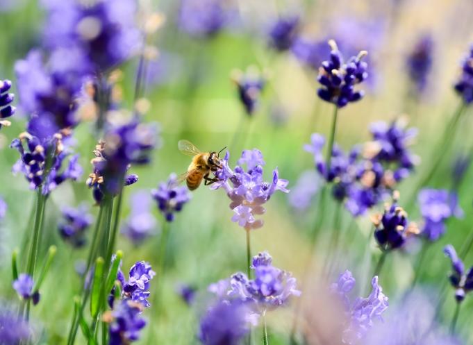 Des aménageurs et des promoteurs comme Promologis intègrent la biodiversité sur toute la chaine de valeur