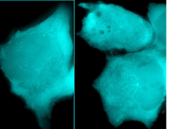 Toulouse Tech Transfer a financé un programme de maturation permettant l’adaptation du système pour son utilisation dans les virus 